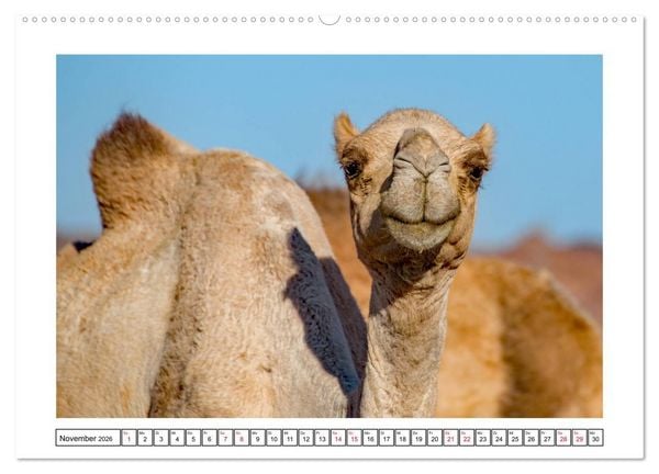 Produktbild: Kairo - Orientalische Baukunst vom Feinsten (Wandkalender 2026 DIN A2 quer), CALVENDO Monatskalender