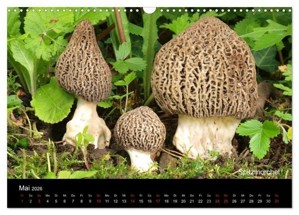Produktbild: Pilzkalender (Wandkalender 2026 DIN A3 quer), CALVENDO Monatskalender
