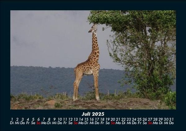 Produktbild: Giraffen 2025 Fotokalender DIN A5