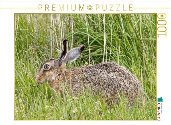 CALVENDO Puzzle Hase auf einer Wiese (Feldhase) | 1000 Teile Lege-Größe 64x48cm Foto-Puzzle für glückliche Stunden
