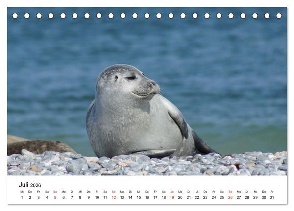 Produktbild: Das Leben der Robben (Tischkalender 2026 DIN A5 quer), CALVENDO Monatskalender