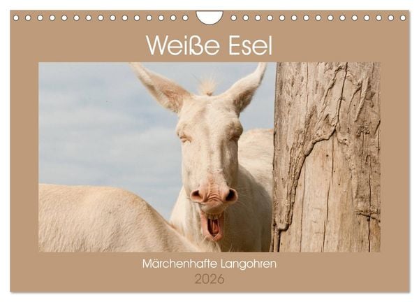 Produktbild: Wei&szlig;e Esel - M&auml;rchenhafte Langohren (Wandkalender 2026 DIN A4 quer), CALVENDO Monatskalender