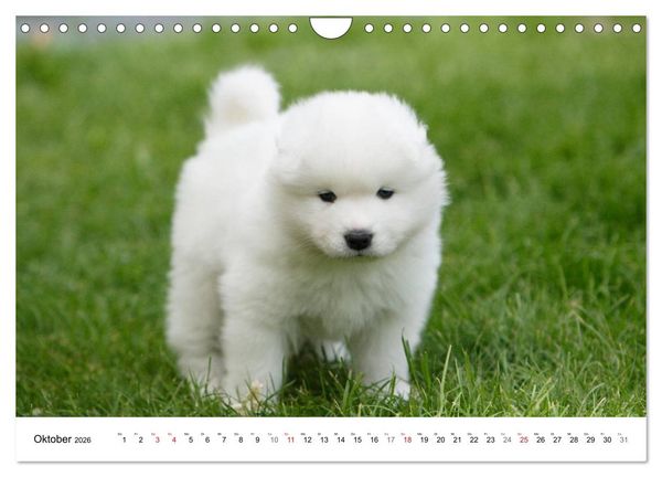 Produktbild: Samojeden Welpen (Wandkalender 2026 DIN A4 quer), CALVENDO Monatskalender