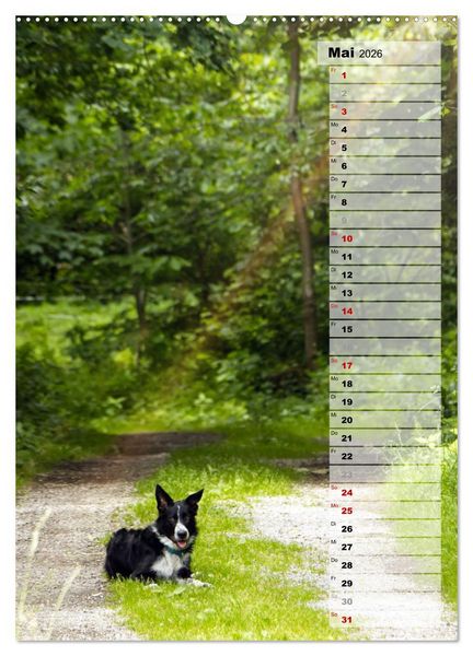 Produktbild: Mein Border Collie (hochwertiger Premium Wandkalender 2026 DIN A2 hoch), Kunstdruck in Hochglanz