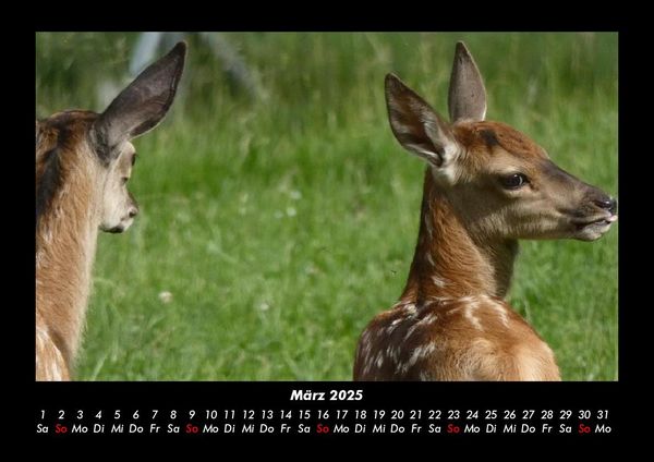 Produktbild: Waldbewohner 2025 Fotokalender DIN A3