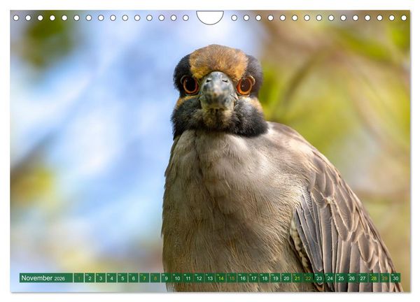 Produktbild: Gr&uuml;nreiher - Krabbenreiher - Nachtreiher (Wandkalender 2026 DIN A4 quer), CALVENDO Monatskalender
