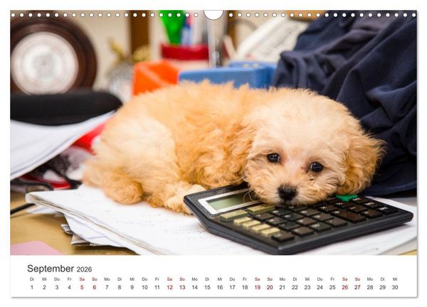Produktbild: Pudel - Die flauschigen Lockenk&ouml;pfe. (Wandkalender 2026 DIN A3 quer), CALVENDO Monatskalender