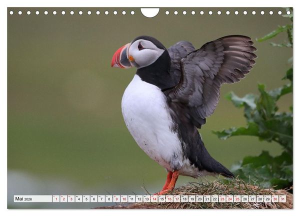 Produktbild: Papageitaucher - charmante Clowns (Wandkalender 2026 DIN A4 quer), CALVENDO Monatskalender