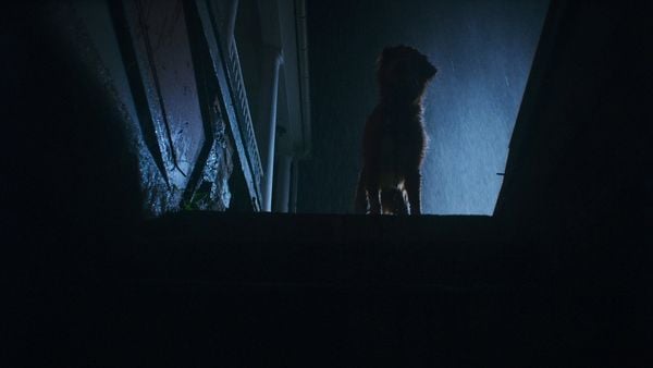 Produktbild: Good Boy - Trust his instincts