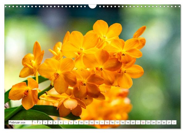 Produktbild: Orchidaceae - Orchideen (Wandkalender 2026 DIN A3 quer), CALVENDO Monatskalender