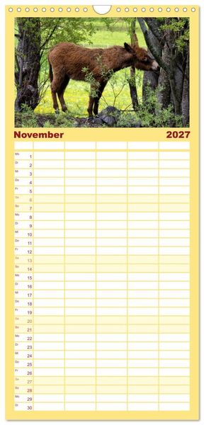 Produktbild: Familienplaner 2027 - Liebenswerte Esel mit 5 Spalten (Wandkalender, 21 x 45 cm) CALVENDO