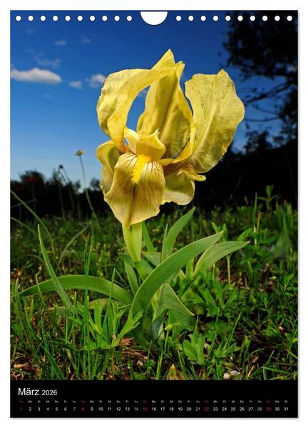 Produktbild: WILDBLUMEN (Wandkalender 2026 DIN A4 hoch), CALVENDO Monatskalender
