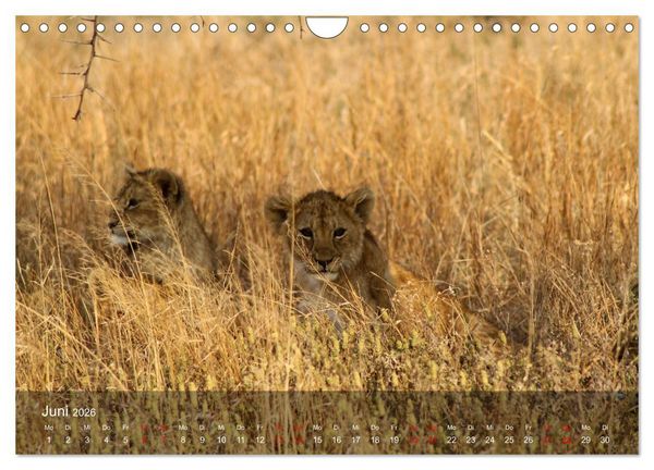 Produktbild: Ostafrika - Tansania und Kenia hautnah (Wandkalender 2026 DIN A4 quer), CALVENDO Monatskalender