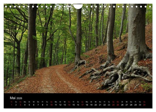 Produktbild: Wurzelwerke (Wandkalender 2026 DIN A4 quer), CALVENDO Monatskalender