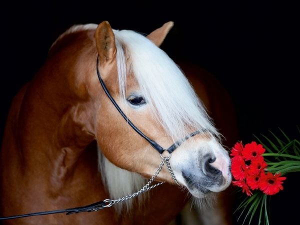 Produktbild: CALVENDO Puzzle Haflingerhengst mit Blume | 1000 Teile Lege-Gr&ouml;&szlig;e 64x48cm Foto-Puzzle f&uuml;r gl&uuml;ckliche Stunden