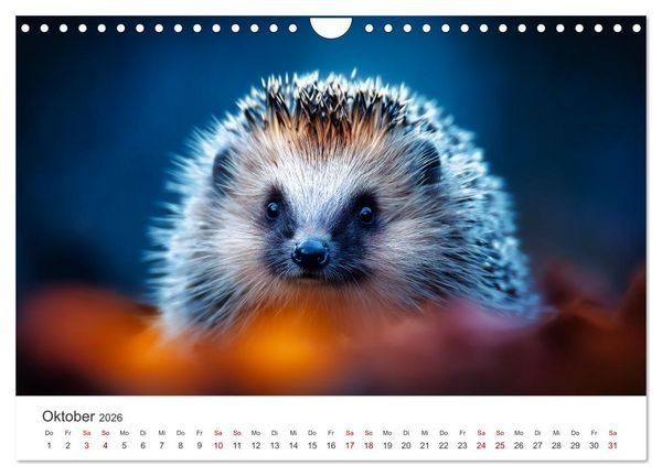 Produktbild: Rund, stachlig, munter - Ein Jahr mit Igeln (Wandkalender 2026 DIN A4 quer), CALVENDO Monatskalender