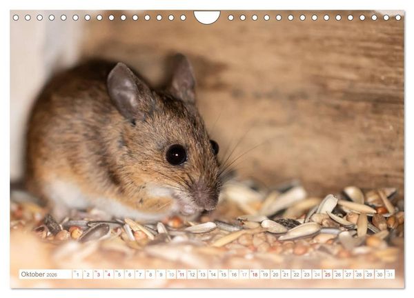 Produktbild: Die Maus im Vogelhaus (Wandkalender 2026 DIN A4 quer), CALVENDO Monatskalender