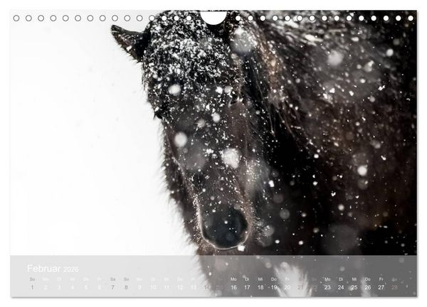Produktbild: Islandpferde - Stolz und Stark durch Sommer und Winter (Wandkalender 2026 DIN A4 quer), CALVENDO Monatskalender