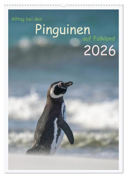 Alltag bei den Pinguinen auf Falkland (Wandkalender 2026 DIN A2 hoch), CALVENDO Monatskalender