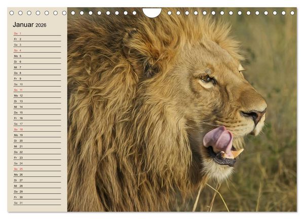 Produktbild: L&ouml;wen. Majest&auml;tische Kraft (Wandkalender 2026 DIN A4 quer), CALVENDO Monatskalender