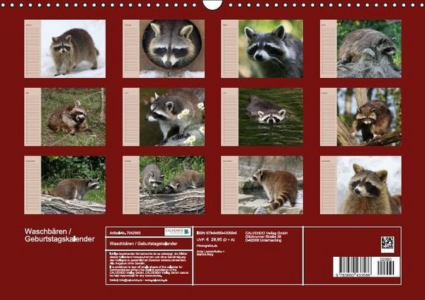 Produktbild: Waschb&auml;ren / Geburtstagskalender (Wandkalender immerw&auml;hrend DIN A3 quer)