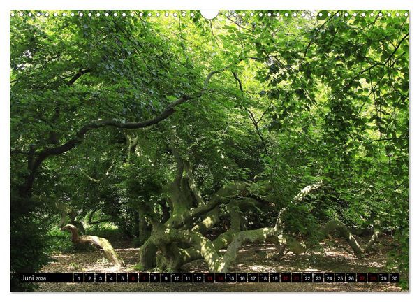 Produktbild: Die S&uuml;ntelbuchenallee (Wandkalender 2026 DIN A3 quer), CALVENDO Monatskalender