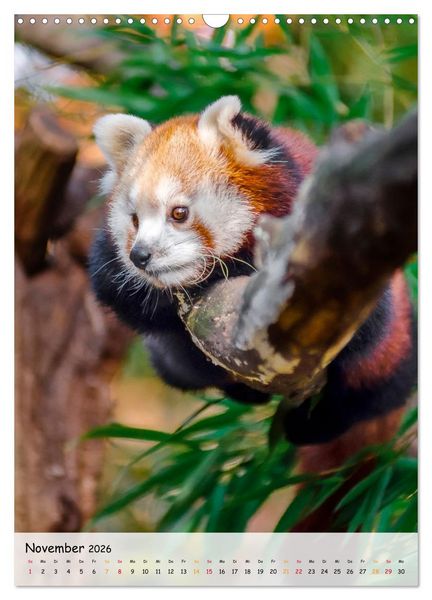 Produktbild: Roter Panda (Wandkalender 2026 DIN A3 hoch), CALVENDO Monatskalender