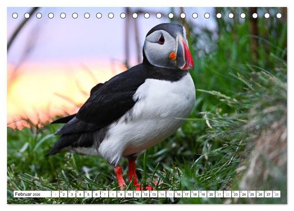 Produktbild: Islands Papageientaucher (Tischkalender 2026 DIN A5 quer), CALVENDO Monatskalender