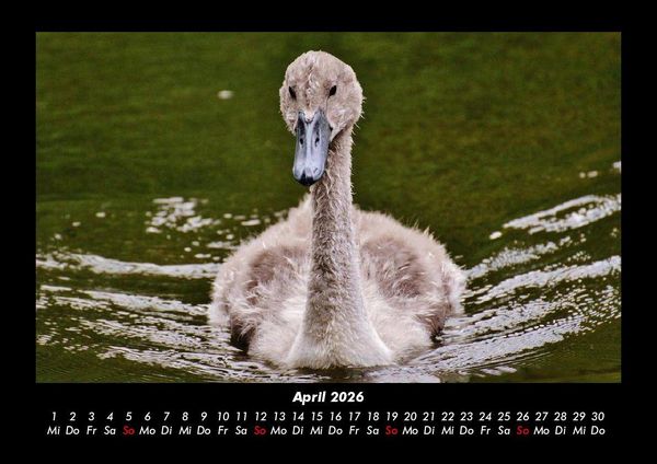 Produktbild: Enten 2026 Fotokalender DIN A3