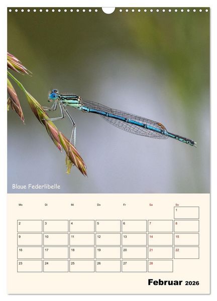 Produktbild: Libellen - Flugk&uuml;nstler in Bayern (Wandkalender 2026 DIN A3 hoch), CALVENDO Monatskalender