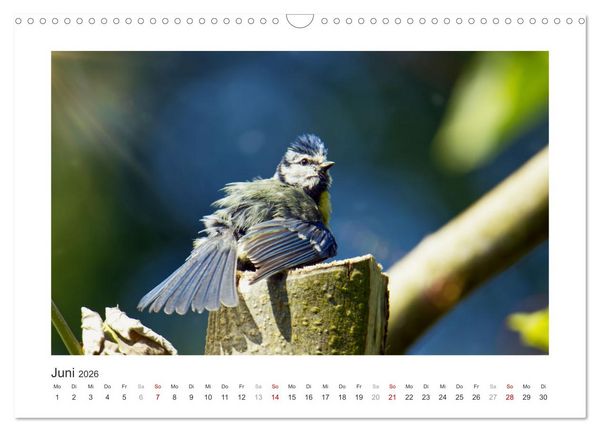 Produktbild: Gefiederte Garteng&auml;ste, Blaumeisen (Wandkalender 2026 DIN A3 quer), CALVENDO Monatskalender