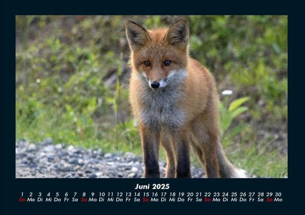 Produktbild: Waldbewohner 2025 Fotokalender DIN A4
