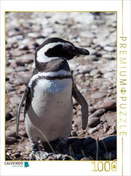 CALVENDO Puzzle Magellan Pinguin in Punta Tombo | 1000 Teile Lege-Größe 64x48cm Foto-Puzzle für glückliche Stunden