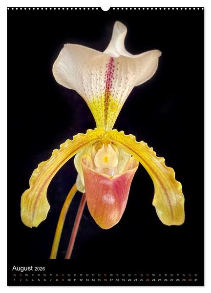 Produktbild: Orchideen - Exoten im Wohnzimmer (hochwertiger Premium Wandkalender 2026 DIN A2 hoch), Kunstdruck in Hochglanz