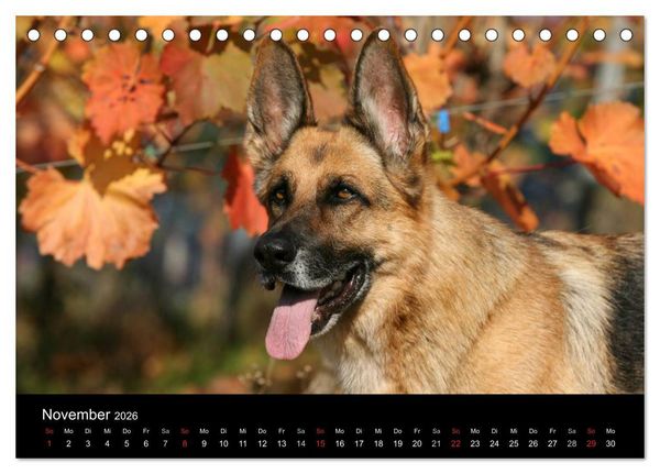 Produktbild: Mit dem Deutschen Sch&auml;ferhund durch's Jahr (Tischkalender 2026 DIN A5 quer), CALVENDO Monatskalender
