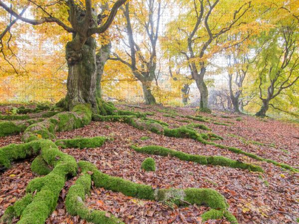 Produktbild: CALVENDO Puzzle Im Hutewald | 1000 Teile Lege-Gr&ouml;&szlig;e 64x48cm Foto-Puzzle f&uuml;r gl&uuml;ckliche Stunden