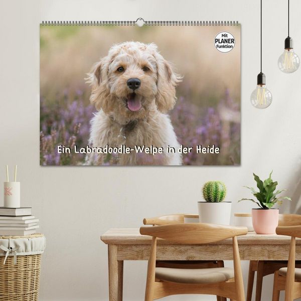 Produktbild: Ein Labradoodle-Welpe in der Heide (Wandkalender 2026 DIN A2 quer), CALVENDO Monatskalender