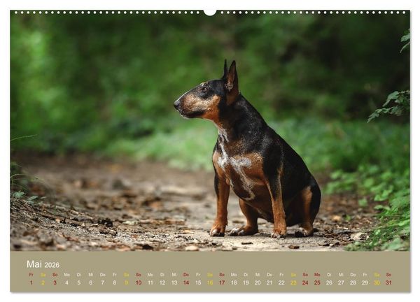 Produktbild: Bullterrier, liebenswerte Sturk&ouml;pfe (hochwertiger Premium Wandkalender 2026 DIN A2 quer), Kunstdruck in Hochglanz