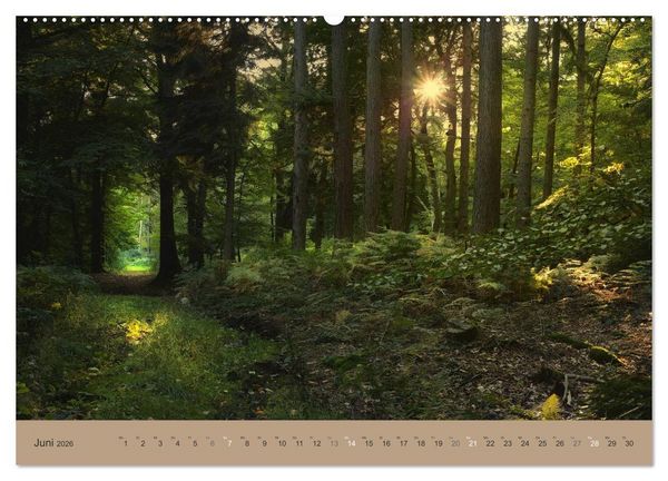 Produktbild: Unser Wald - Magische Sichten in norddeutsche W&auml;lder (Wandkalender 2026 DIN A2 quer), CALVENDO Monatskalender