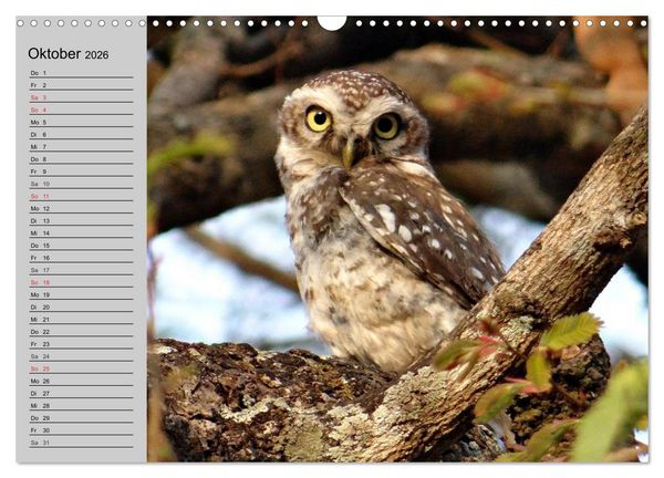 Produktbild: Eulen. W&auml;chter der Nacht (Wandkalender 2026 DIN A3 quer), CALVENDO Monatskalender