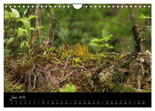 Produktbild: Wald (Wandkalender 2026 DIN A4 quer), CALVENDO Monatskalender