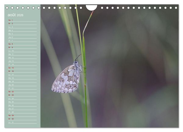 Produktbild: Merveilleux papillons (Calendrier mural 2026 DIN A4 vertical), CALVENDO calendrier mensuel