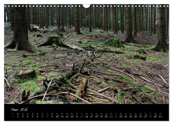 Produktbild: Wald (Wandkalender 2026 DIN A3 quer), CALVENDO Monatskalender