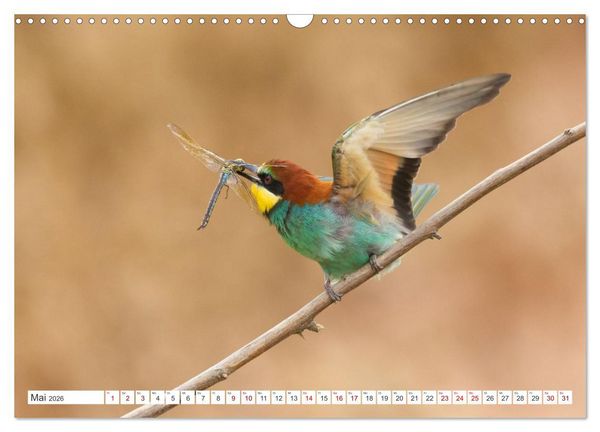 Produktbild: Bunte Flieger (Wandkalender 2026 DIN A3 quer), CALVENDO Monatskalender