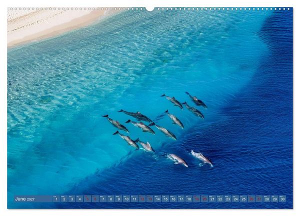 Produktbild: When Dolphins Dance with Us (Wall Calendar 2027 DIN A2 landscape), CALVENDO 12 Month Wall Calendar