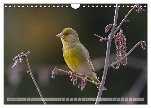Produktbild: NATUR PUR Heimische Singv&ouml;gel (Wandkalender 2026 DIN A4 quer), CALVENDO Monatskalender