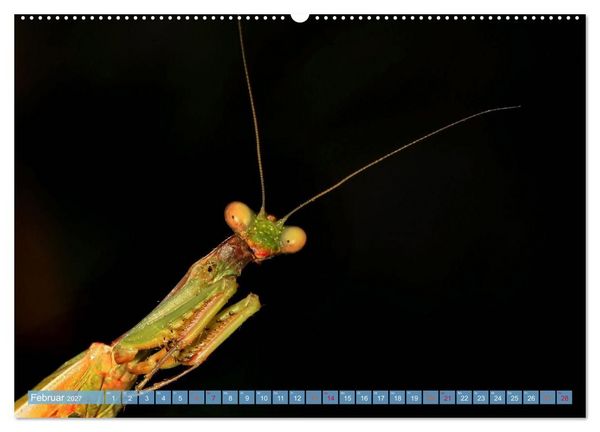 Produktbild: INSEKTENGESICHTER (hochwertiger Premium Wandkalender 2027 DIN A2 quer), Kunstdruck in Hochglanz