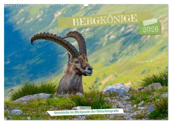 Produktbild: Bergk&ouml;nige - Steinb&ouml;cke im Blickpunkt der Naturfotografie (Wandkalender 2026 DIN A2 quer), CALVENDO Monatskalender