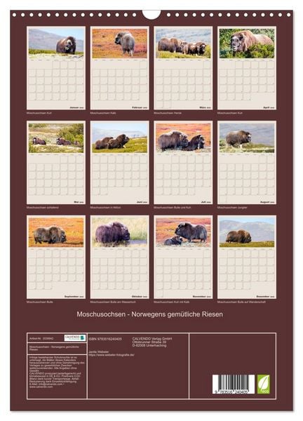 Produktbild: Moschusochsen - Norwegens gem&uuml;tliche Riesen (Wandkalender 2026 DIN A3 hoch), CALVENDO Monatskalender