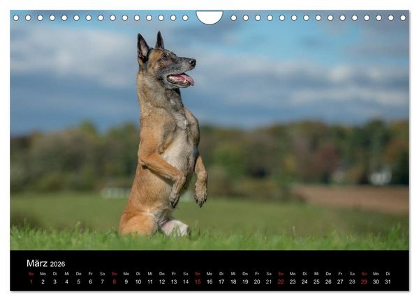 Produktbild: Belgischer Sch&auml;ferhund - Der Malinois in Action (Wandkalender 2026 DIN A4 quer), CALVENDO Monatskalender